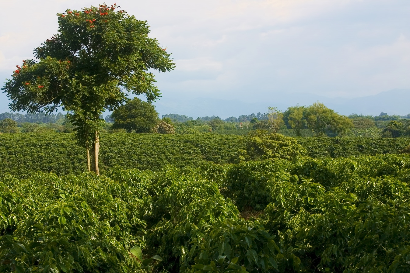 Coffee plantation hills in Quimbaya, Quindío, in Colombia’s coffee axis