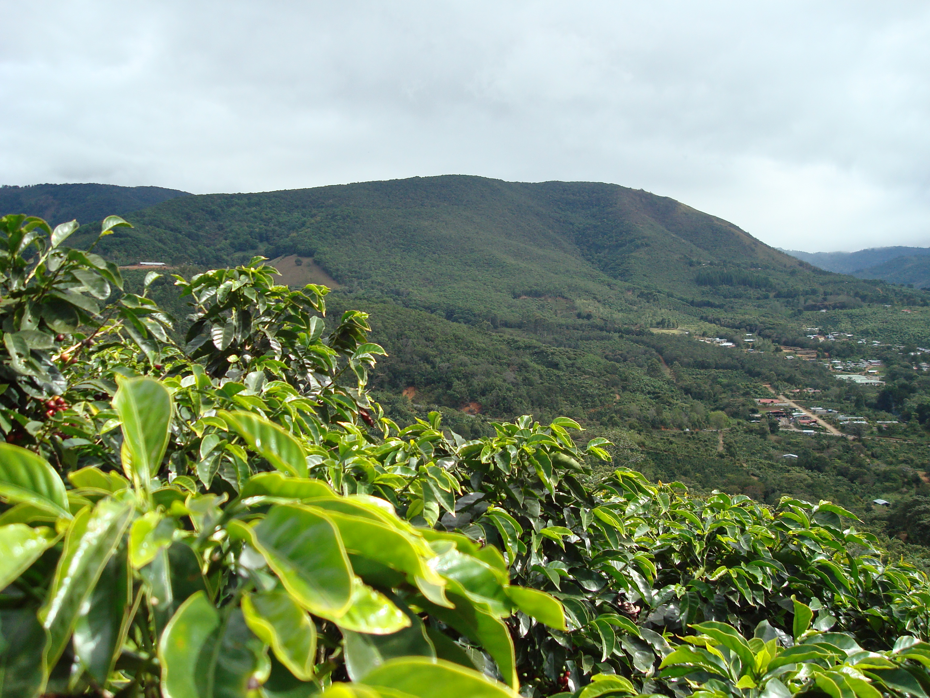 Coffee farms in San Marcos de Tarrazú, Costa Rica’s celebrated highland belt