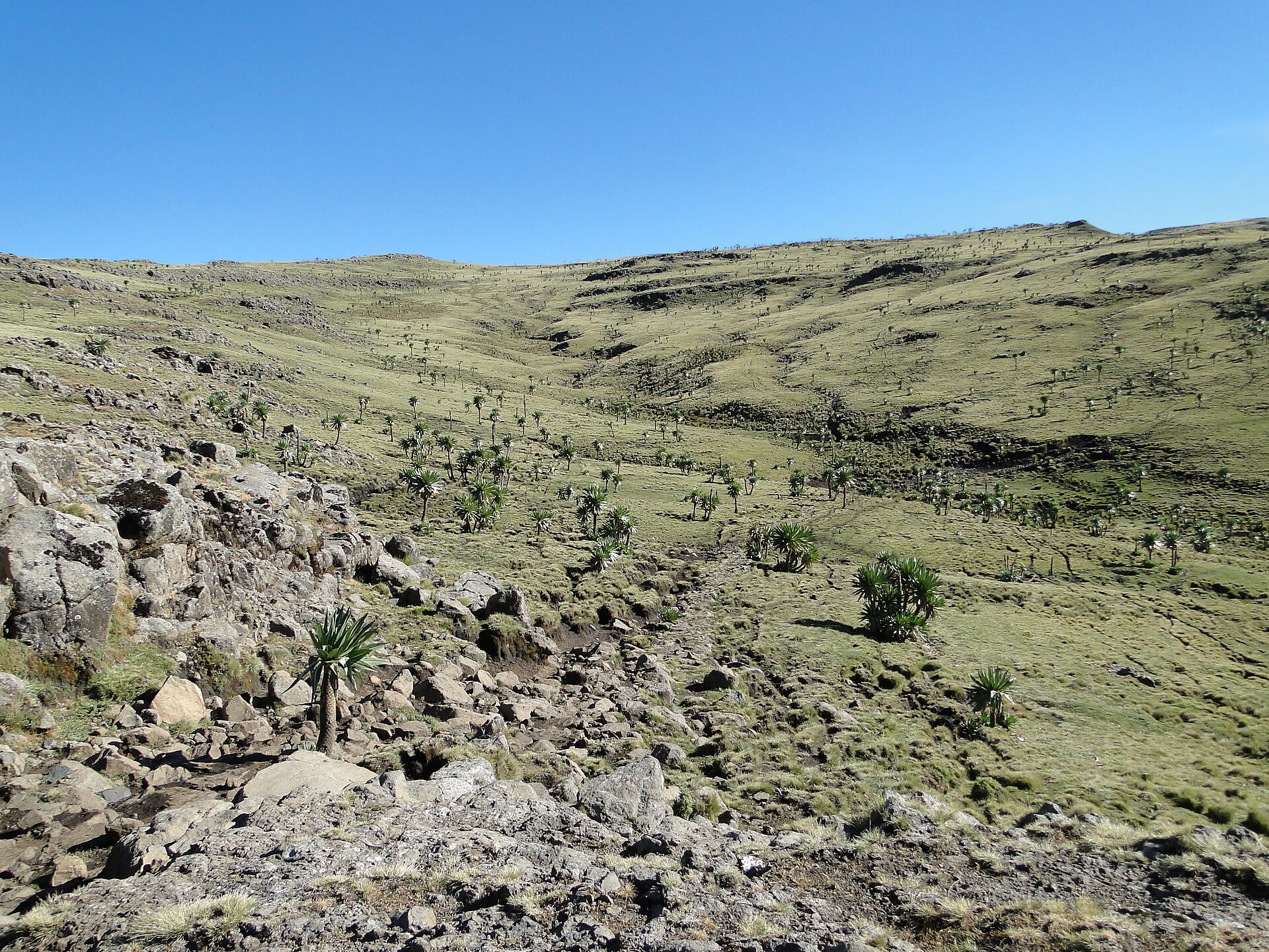 High Ethiopian highland terrain - the altitude that slows cherry ripening