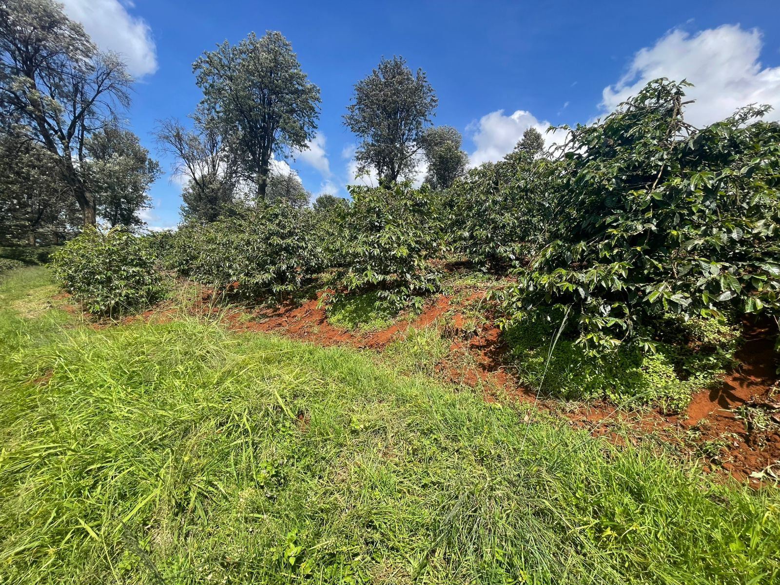 A coffee plantation in Kiambu County on Kenya’s central highland slopes