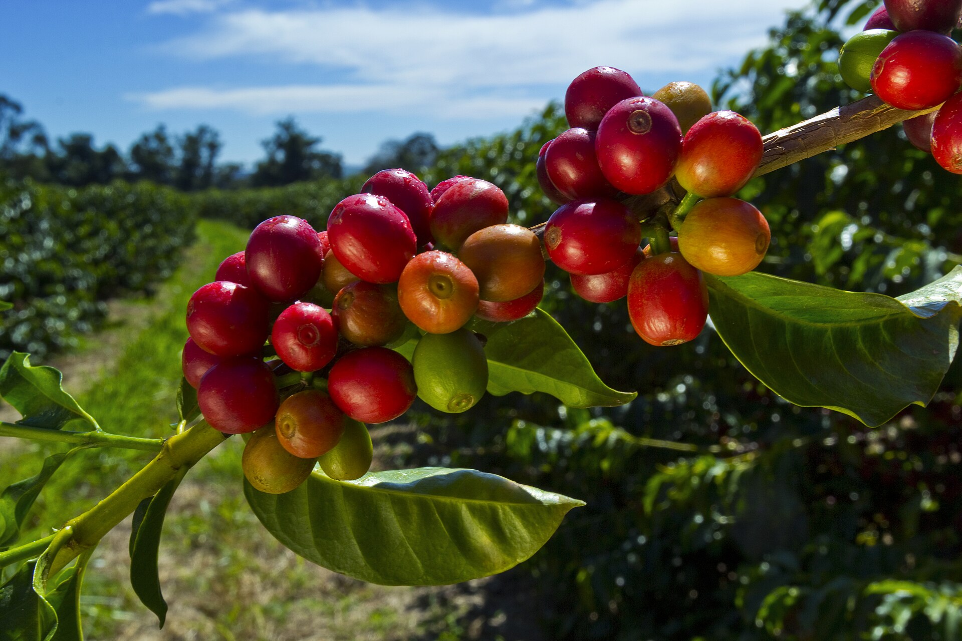 Ripe Mundo Novo coffee cherries ready for harvest