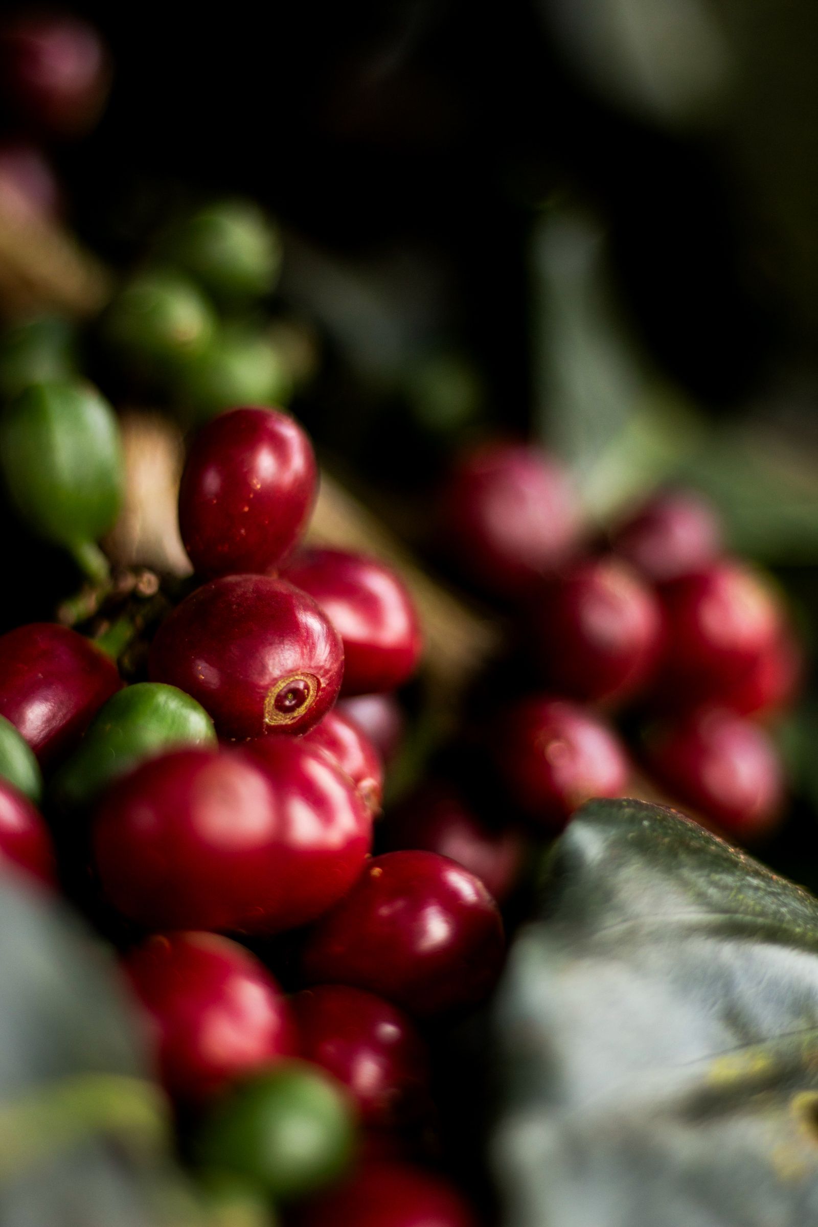 Ripe red and green coffee cherries on the branch in Valle del Cauca, Colombia