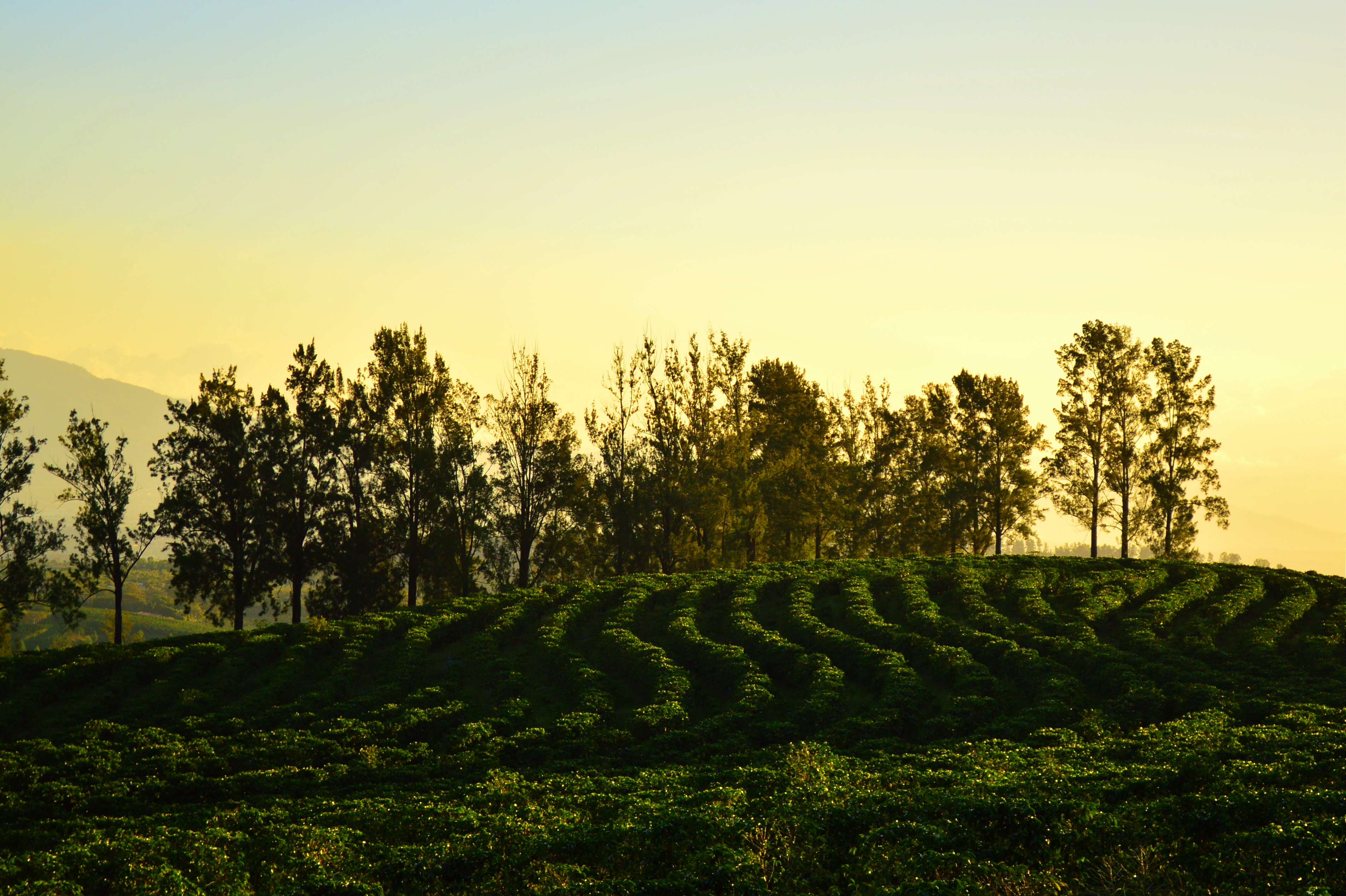 Coffee trees on a plantation in Santa Bárbara de Heredia, Costa Rica