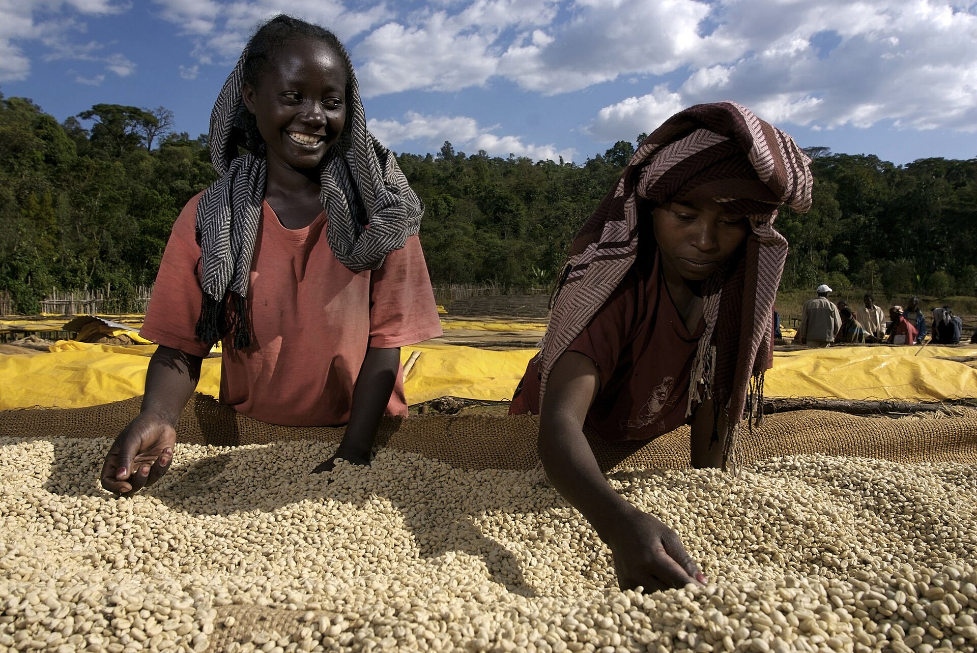 An Ethiopian coffee grower among the trees