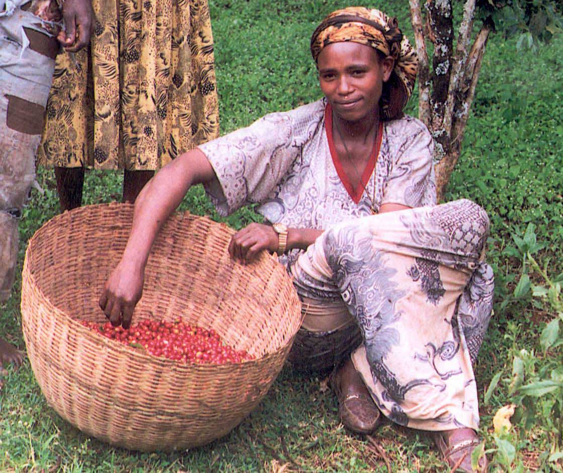A coffee farmer harvesting cherries in Ethiopia