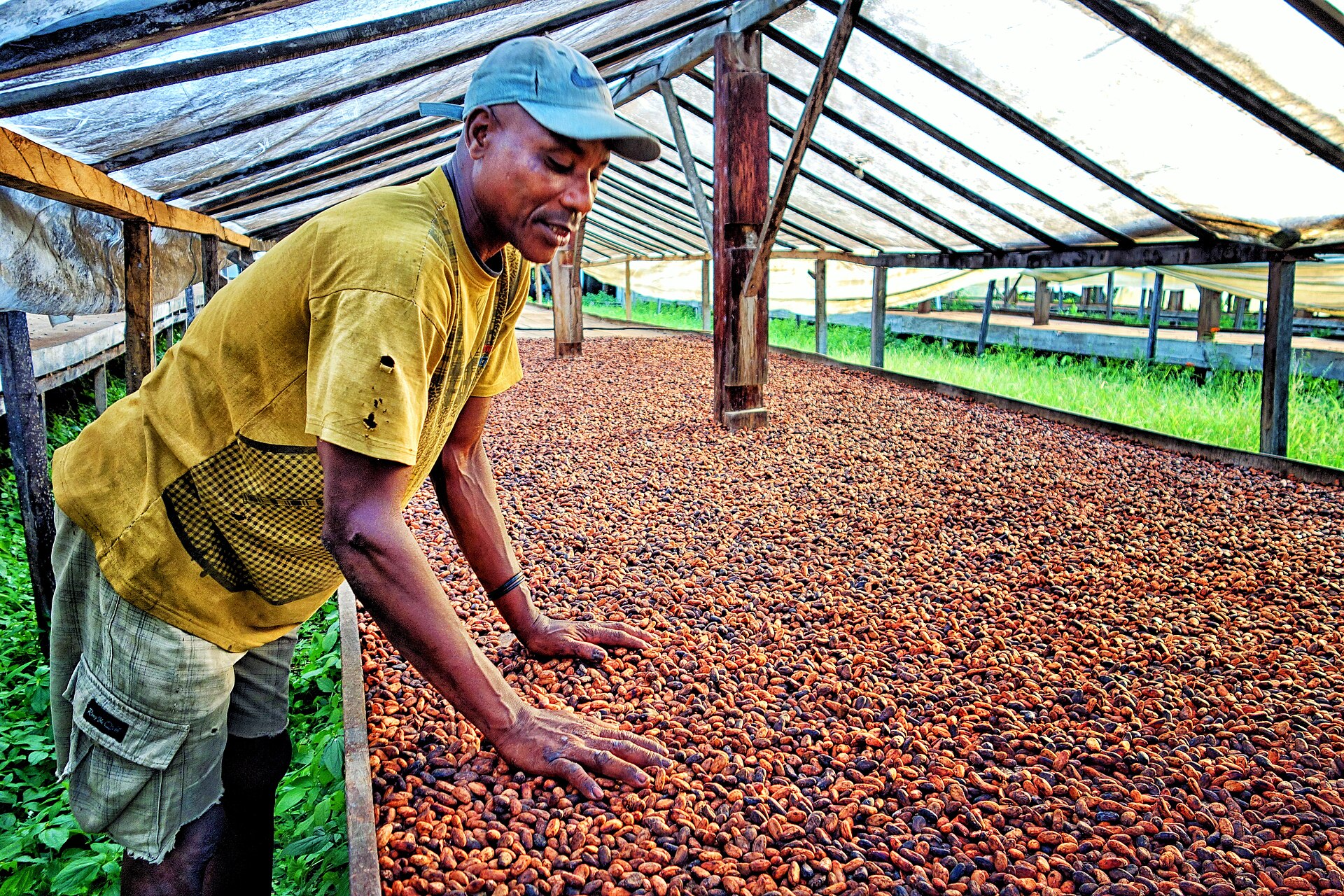 A coffee grower among the trees during harvest
