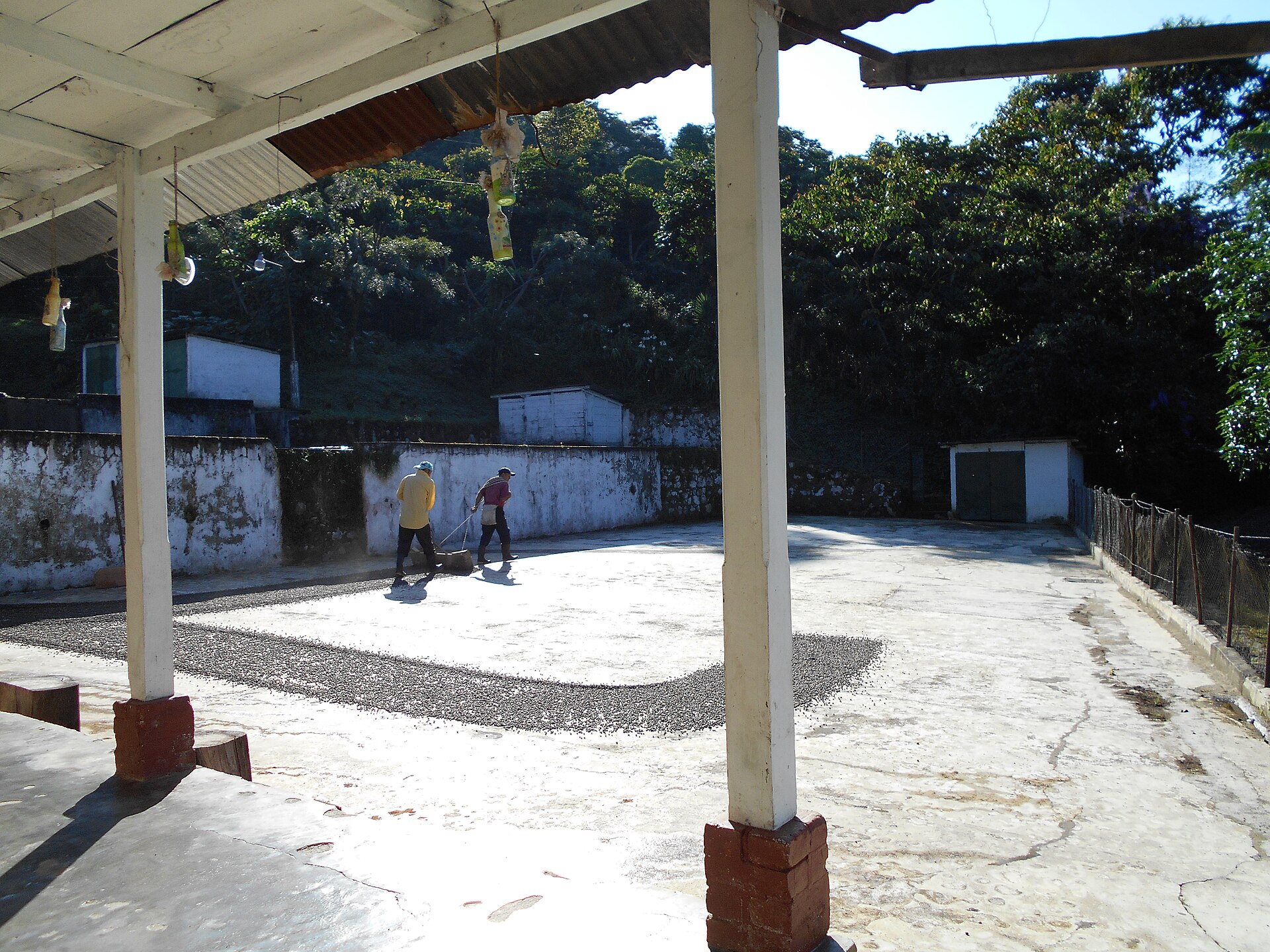 Shade coffee trees on Finca Piamonte in San Marcos, Guatemala