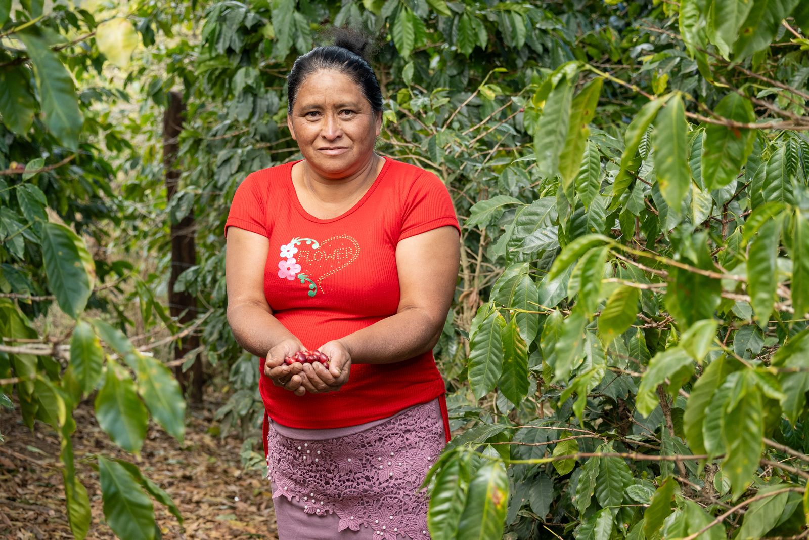 A picker holding ripe coffee cherries in a Honduran plantation