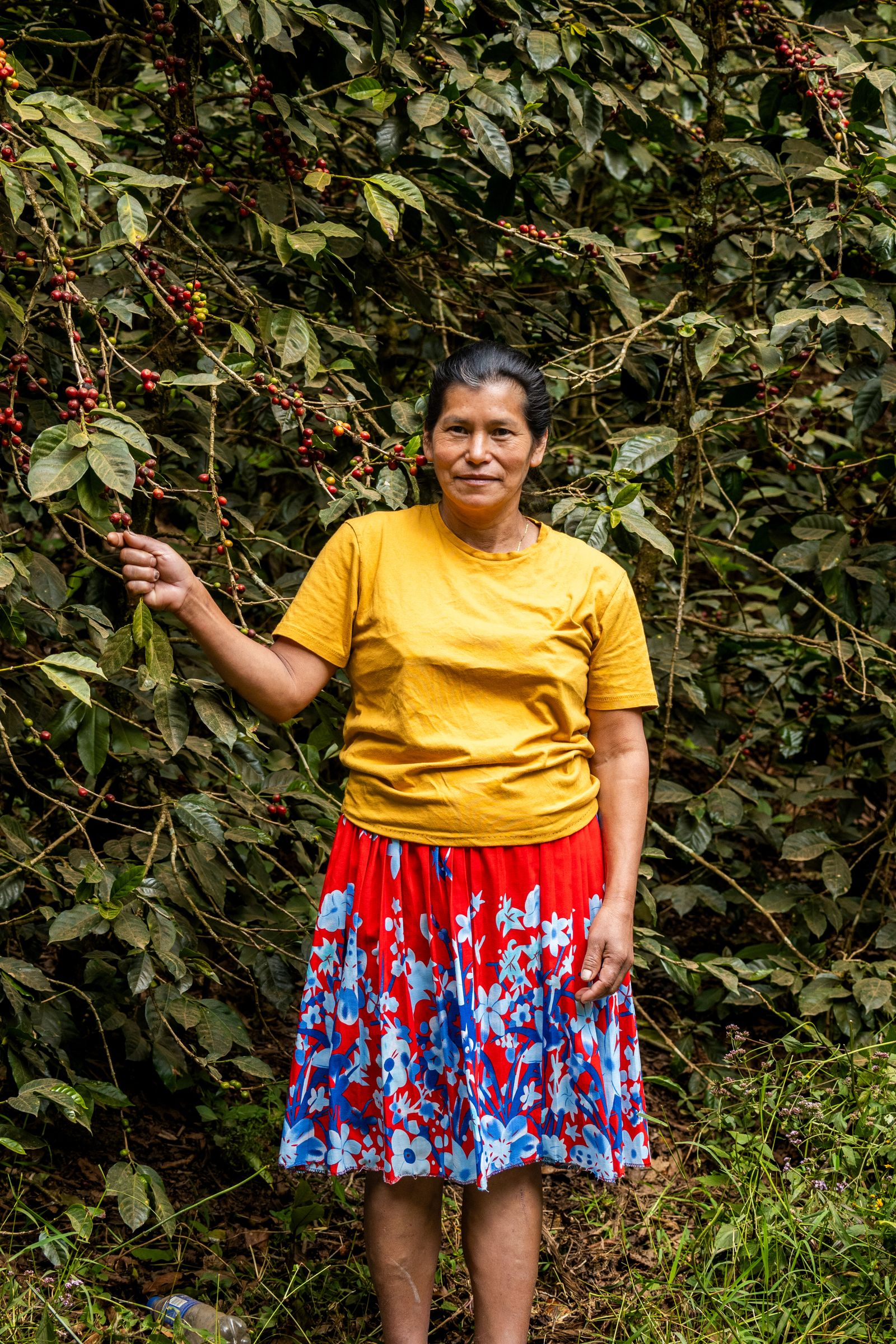 Harvesting coffee cherries in a forested Honduran plot