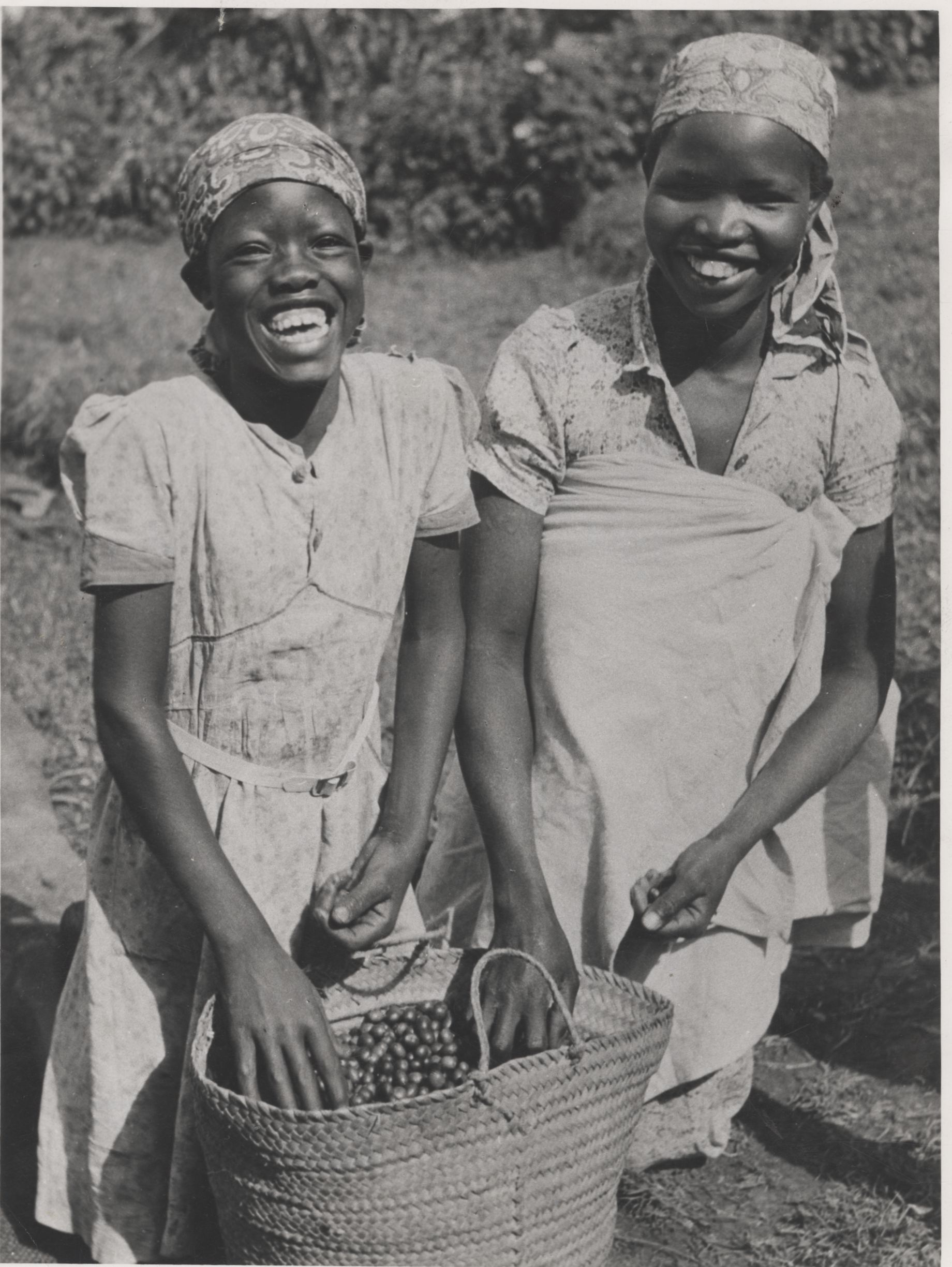 Coffee pickers harvesting ripe cherry on a Kenyan estate