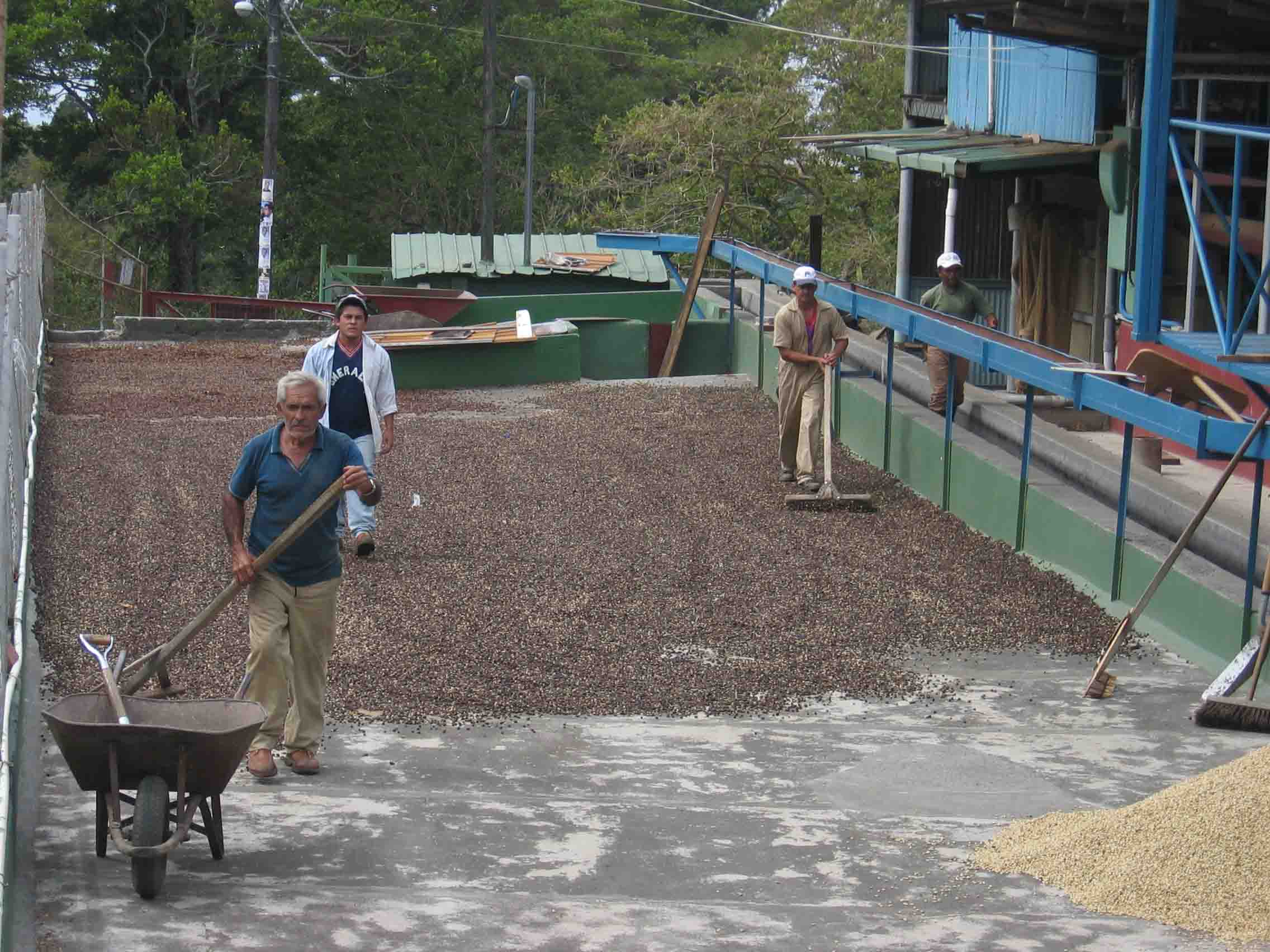 Coffee drying in the sun in Boquete, Panama