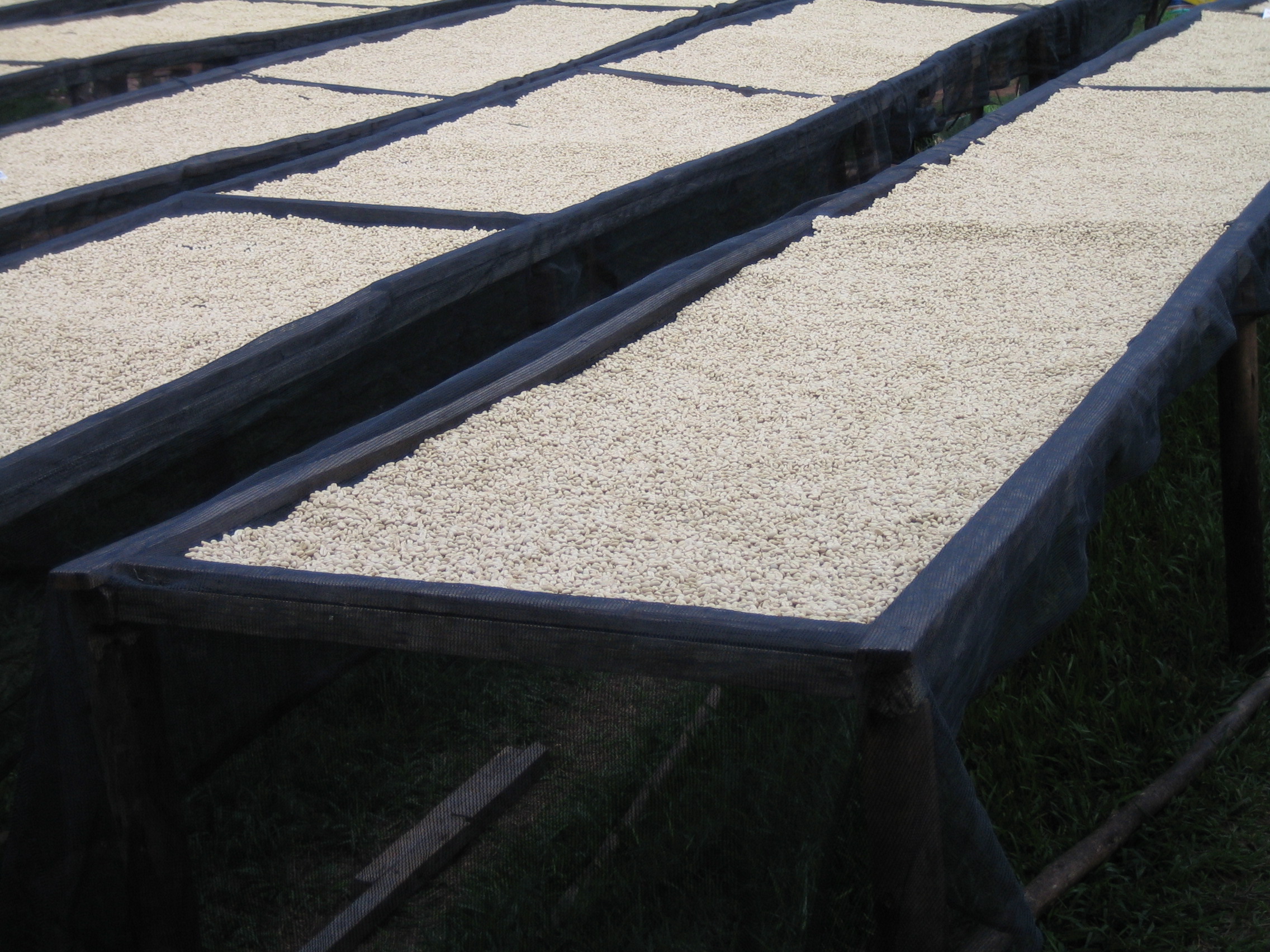 Raised drying beds for Maraba coffee in Rwanda