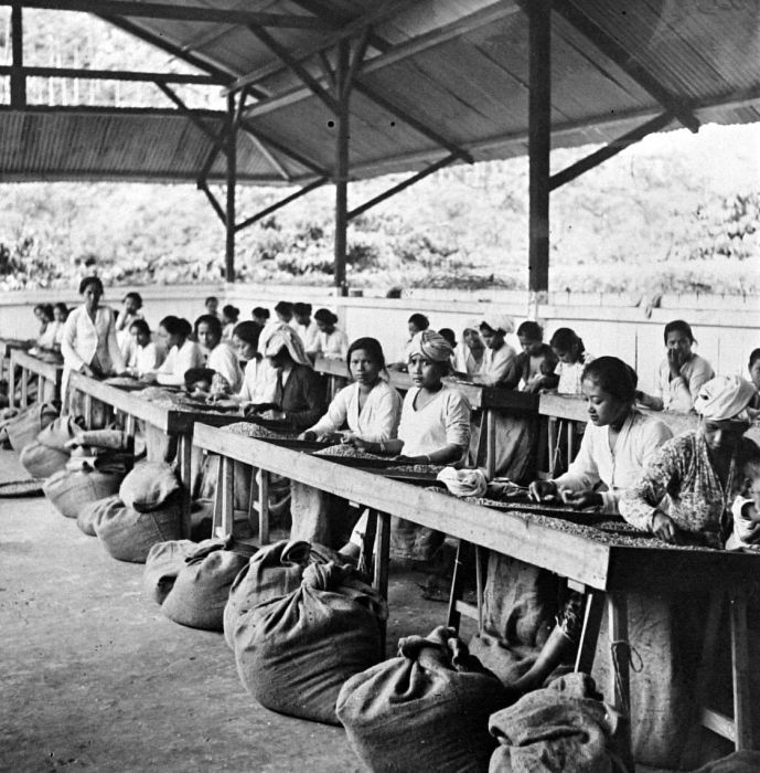 Sorting coffee on Sumatra’s west coast