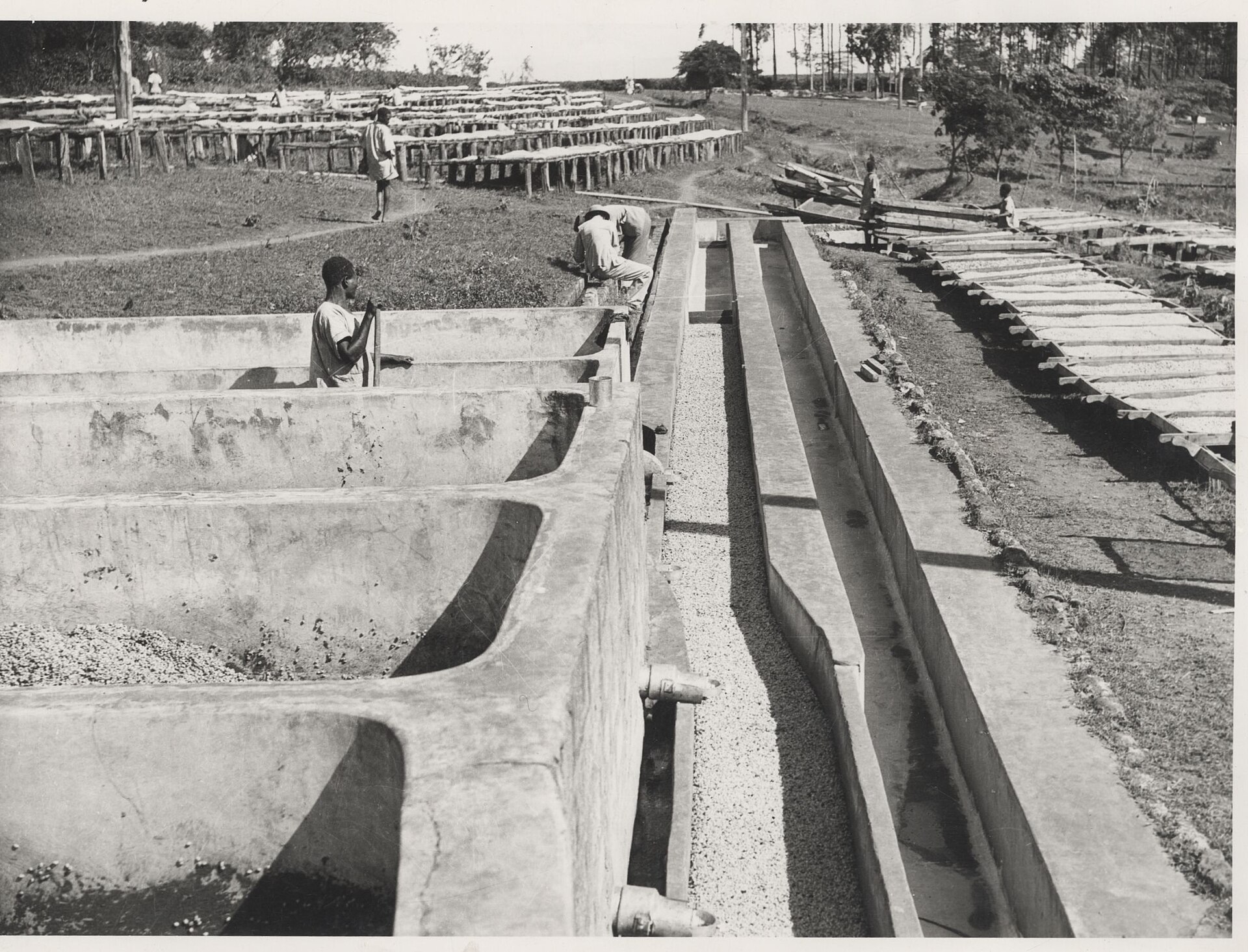 Fermentation tanks at a coffee mill, where cherries or parchment rest without oxygen
