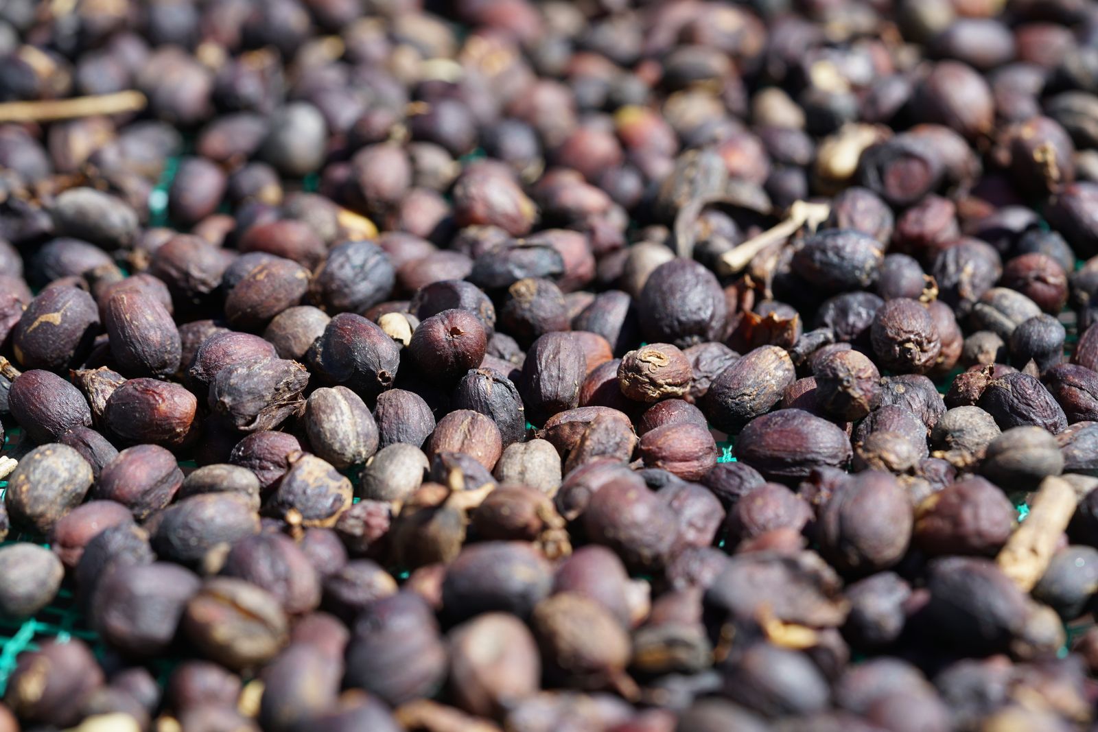 Whole coffee cherries drying on raised racks in the sun