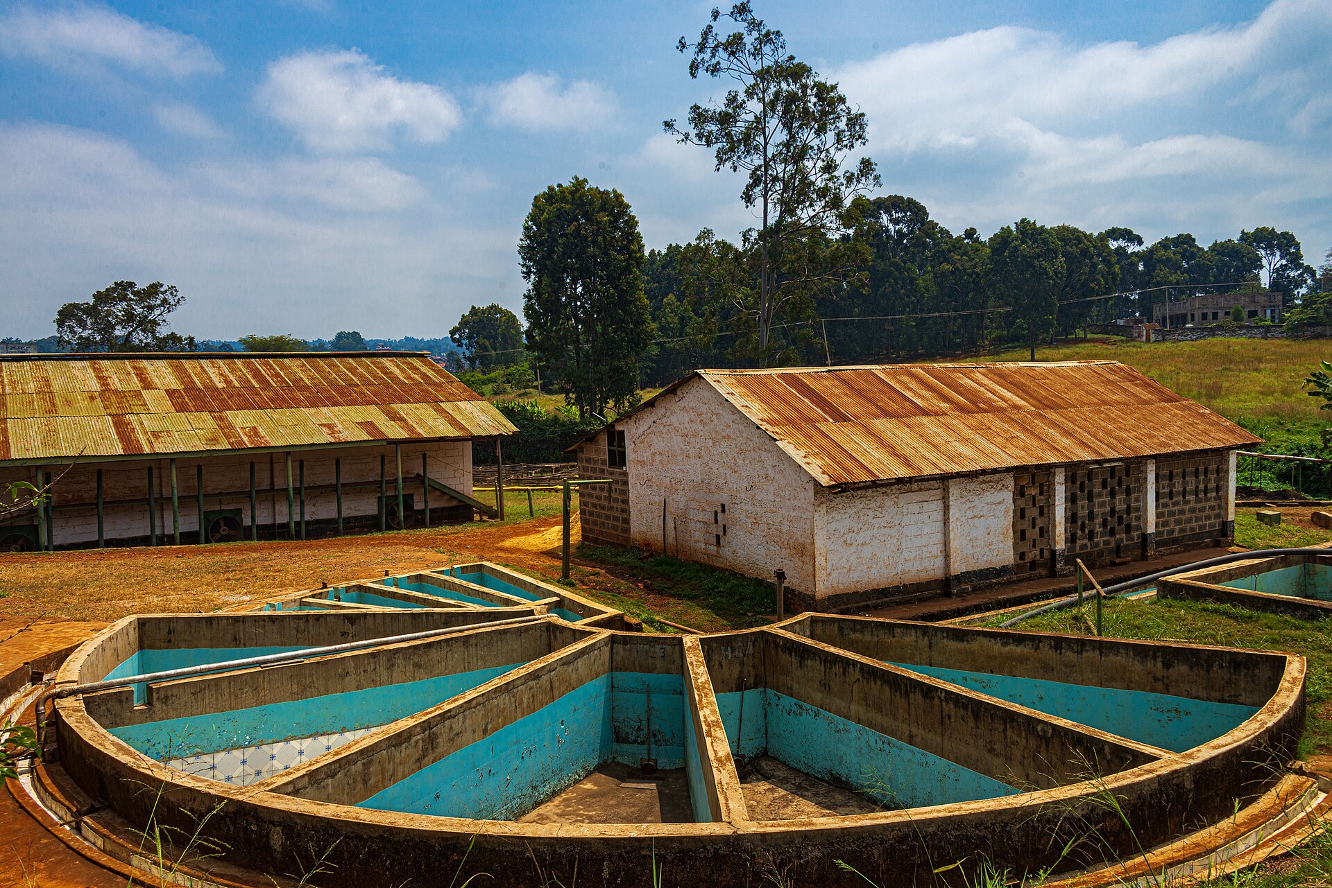 Coffee washing pits at a Kenyan estate, where mucilage is rinsed from parchment