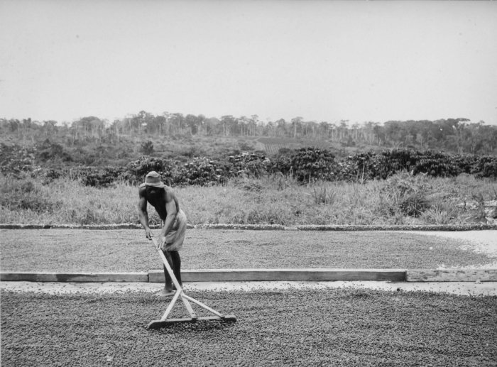 A mill worker raking coffee drying on a concrete patio, typical of Indonesian wet-hull lots